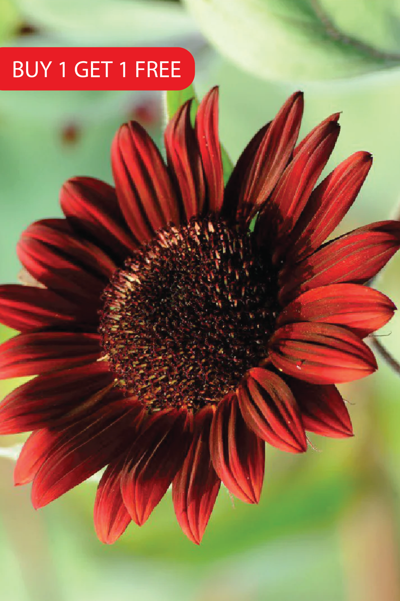 RED SUNFLOWER SEEDS <br>بذور دوار الشمس الأحمر