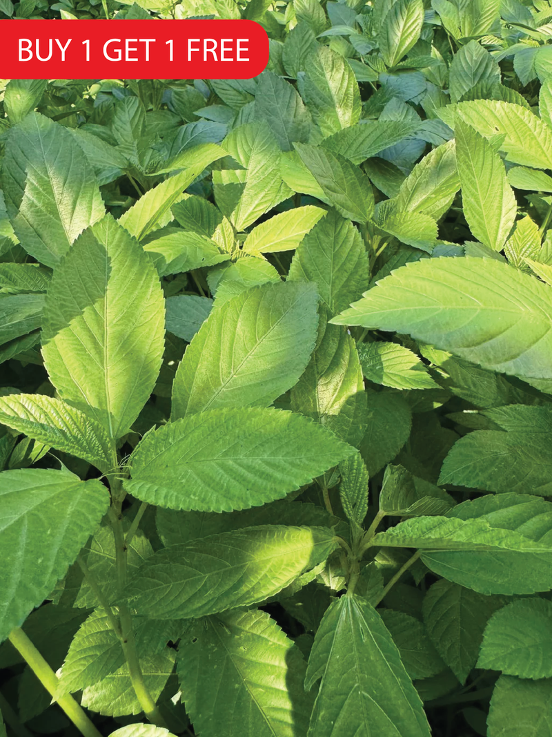 MOLOKHIA SEEDS<br> بذور الملوخية