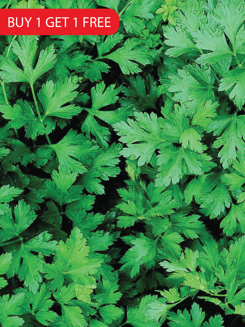 PARSLEY SEEDS<br> بذور البقدونس