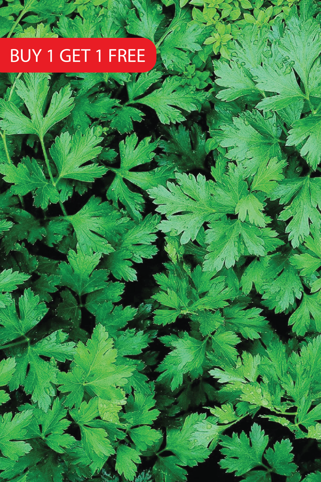 PARSLEY SEEDS<br> بذور البقدونس