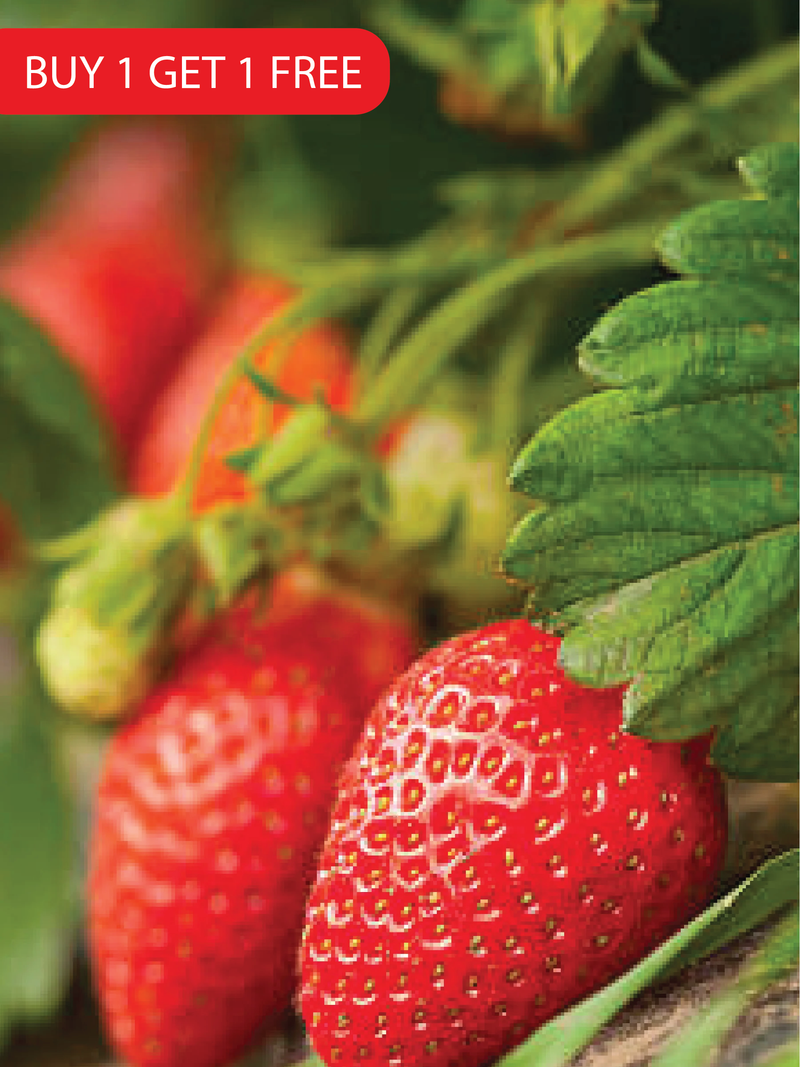 STRAWBERRY SEEDS <br> بذور الفراولة