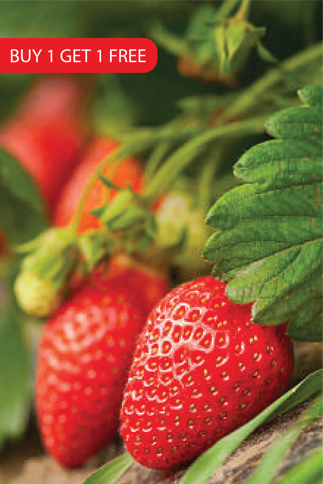STRAWBERRY SEEDS <br> بذور الفراولة