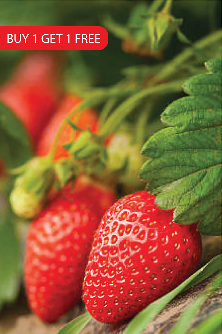 STRAWBERRY SEEDS <br> بذور الفراولة