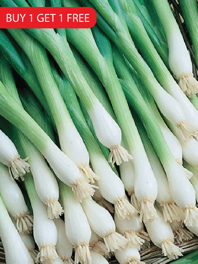 SCALLION SEEDS <br> بذور البصل الأخضر