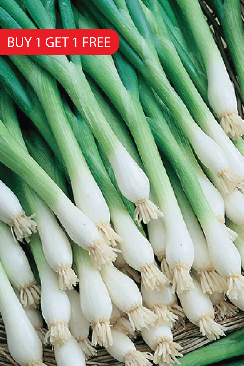 SCALLION SEEDS <br> بذور البصل الأخضر