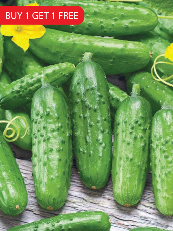 PICKLING CUCUMBER SEEDS <br> بذور خيار المخلل