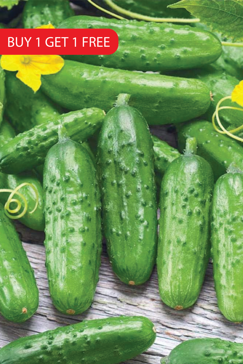 PICKLING CUCUMBER SEEDS <br> بذور خيار المخلل