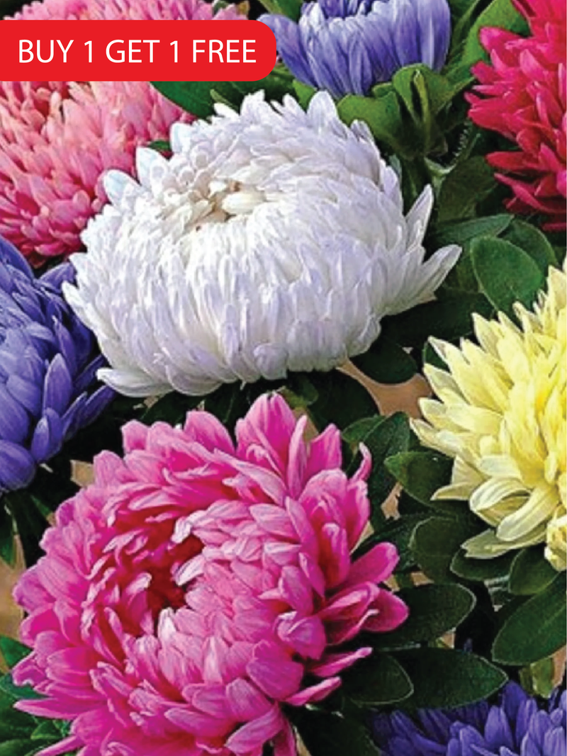MIX CHINA ASTER SEEDS <br> بذور زهور الأستر الصينية المختلطة
