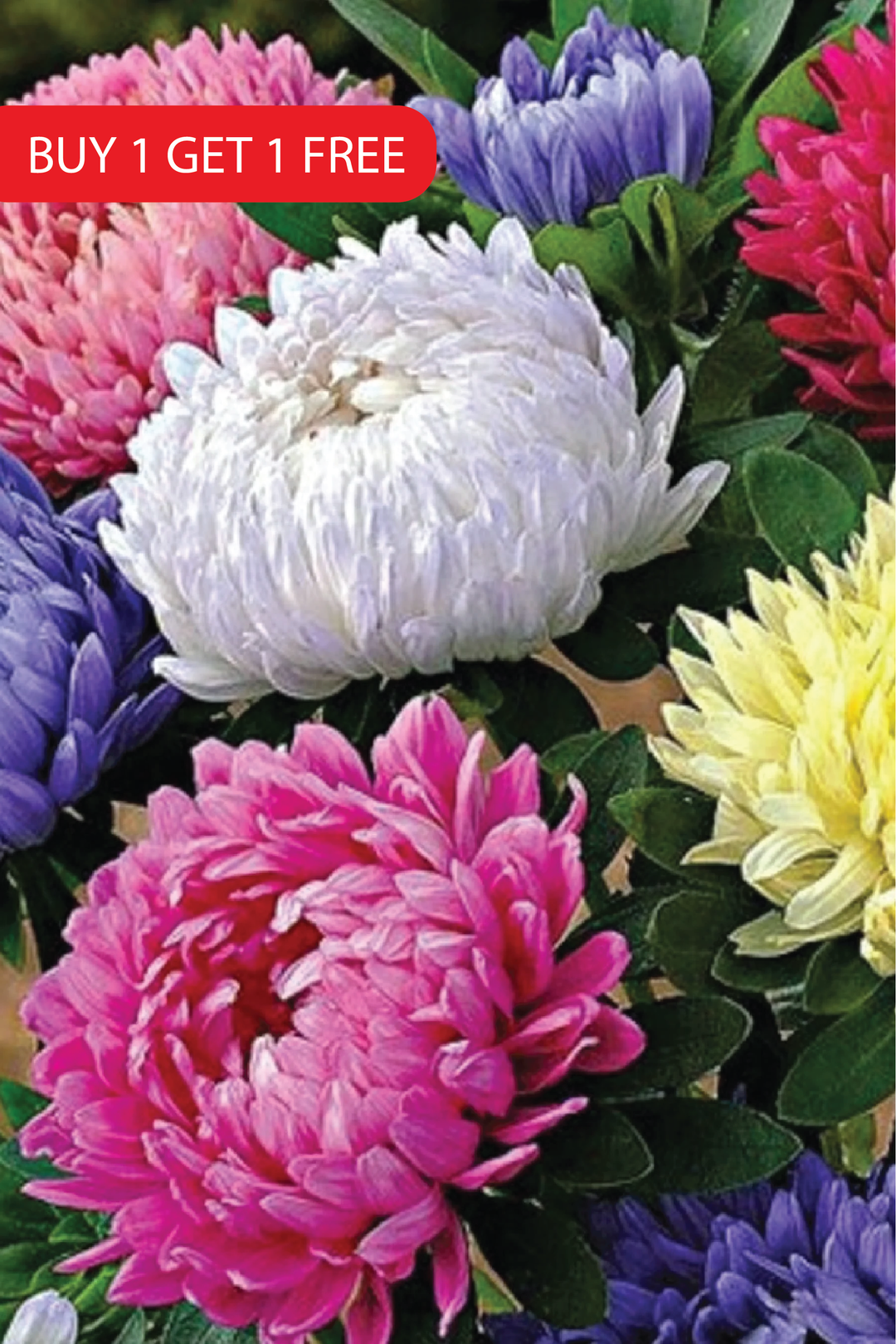 MIX CHINA ASTER SEEDS <br> بذور زهور الأستر الصينية المختلطة
