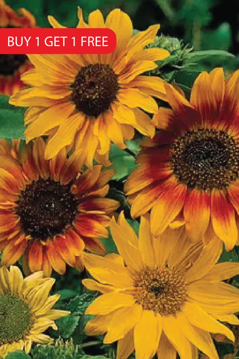 ASSORTED SUNFLOWER SEEDS <br>بذور دوار الشمس المتنوعة