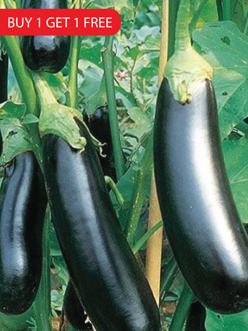 LONG EGGPLANT SEEDS <br> بذور الباذنجان الطويل