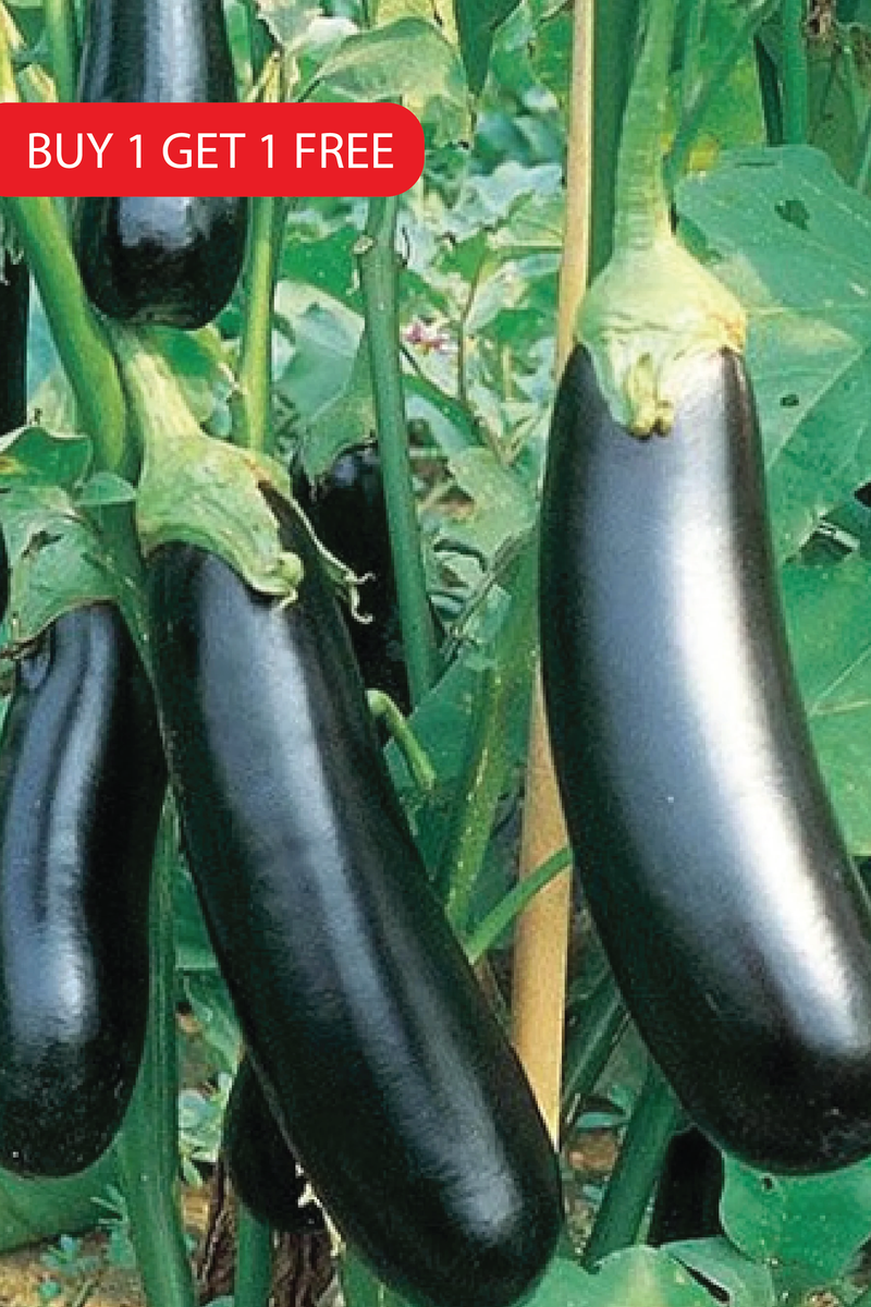 LONG EGGPLANT SEEDS <br> بذور الباذنجان الطويل
