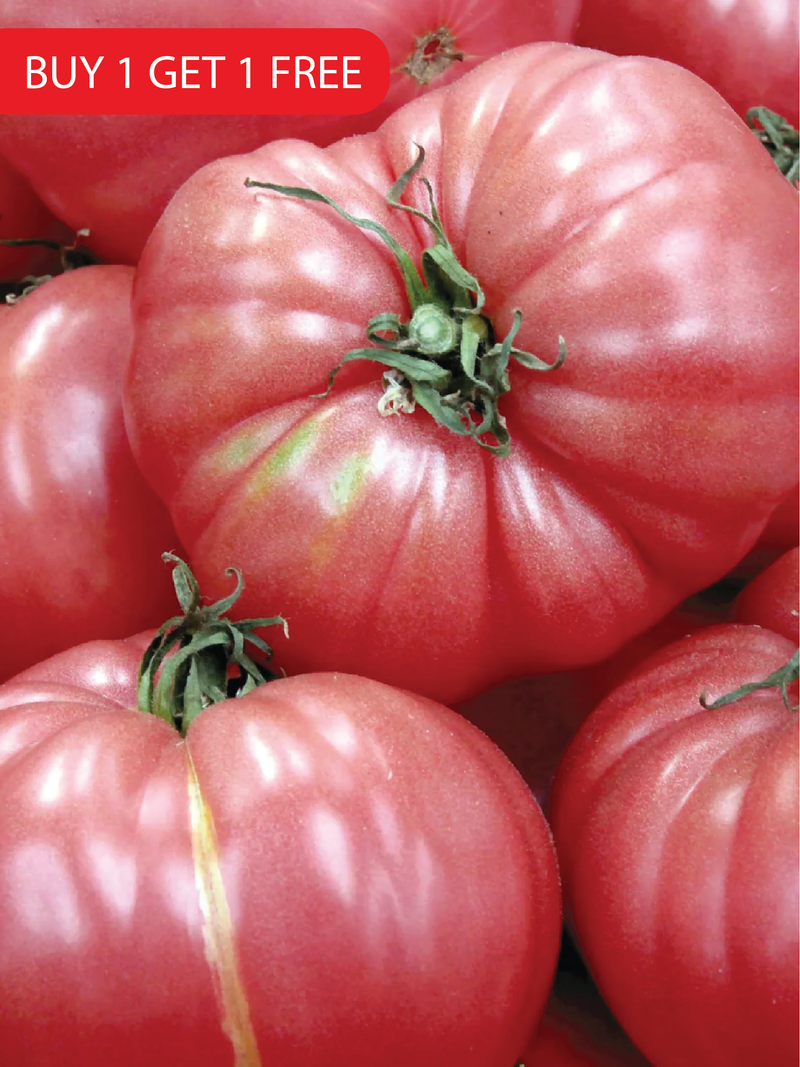 CASPIAN PINK TOMATO SEEDS <br> بذور الطماطم كاسبيان بينك