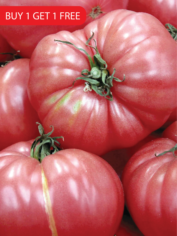 CASPIAN PINK TOMATO SEEDS <br> بذور الطماطم كاسبيان بينك