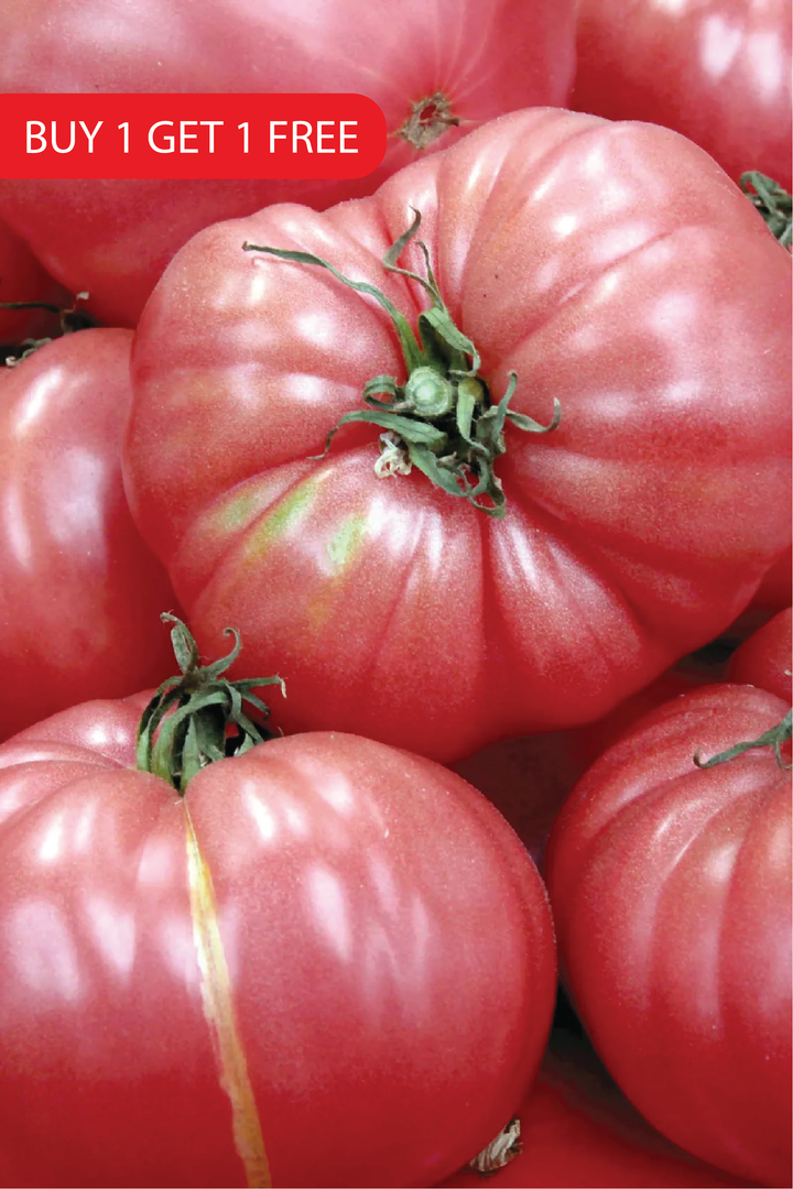 CASPIAN PINK TOMATO SEEDS <br> بذور الطماطم كاسبيان بينك