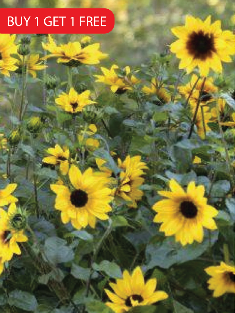 SUNFLOWER NEW CENTURY SEEDS <br> بذور دوار الشمس نيو سينشري