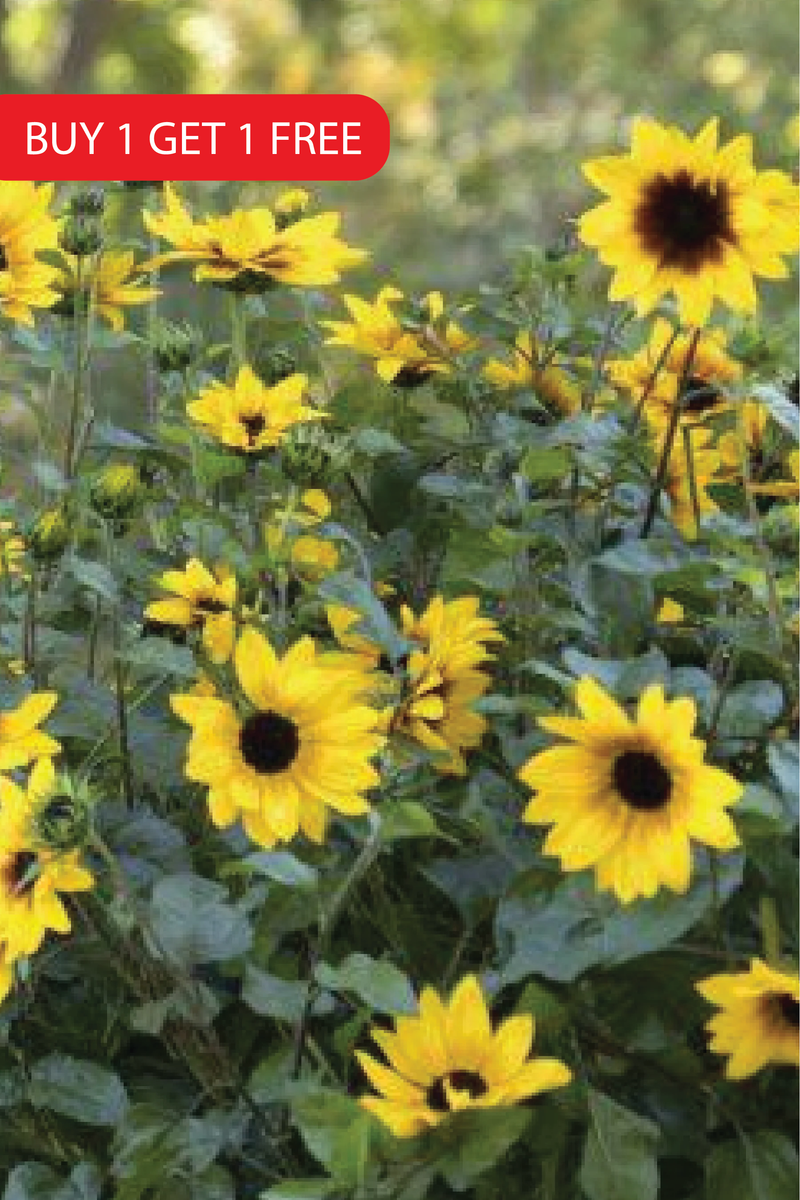 SUNFLOWER NEW CENTURY SEEDS <br> بذور دوار الشمس نيو سينشري