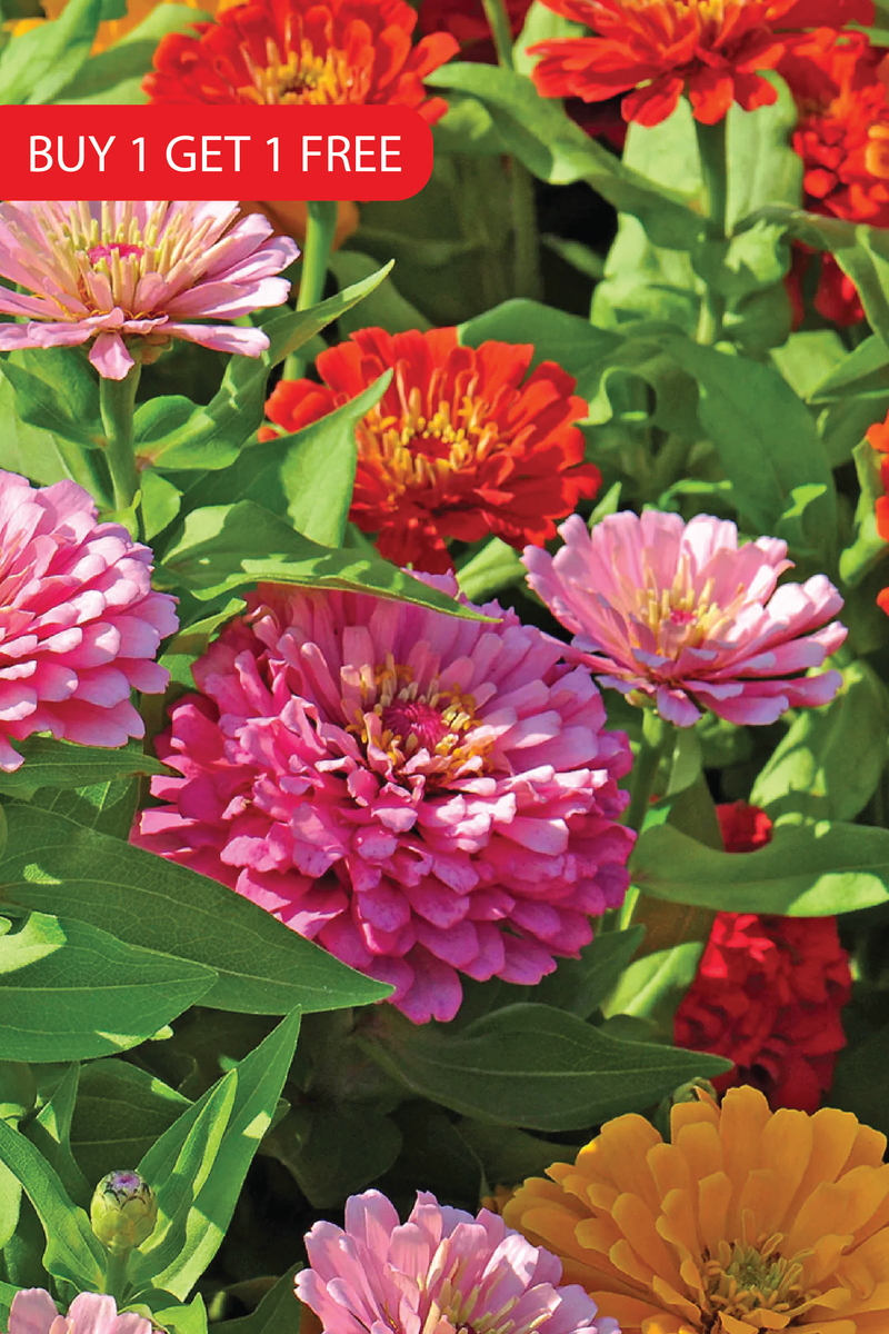 ZINNIA FANTASY SEEDS<br> بذور زهور الزينيا فانتاسي