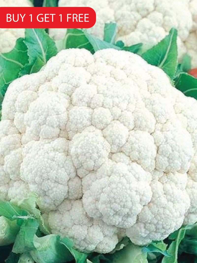 CAULIFLOWER SEEDS <br> بذور القرنبيط