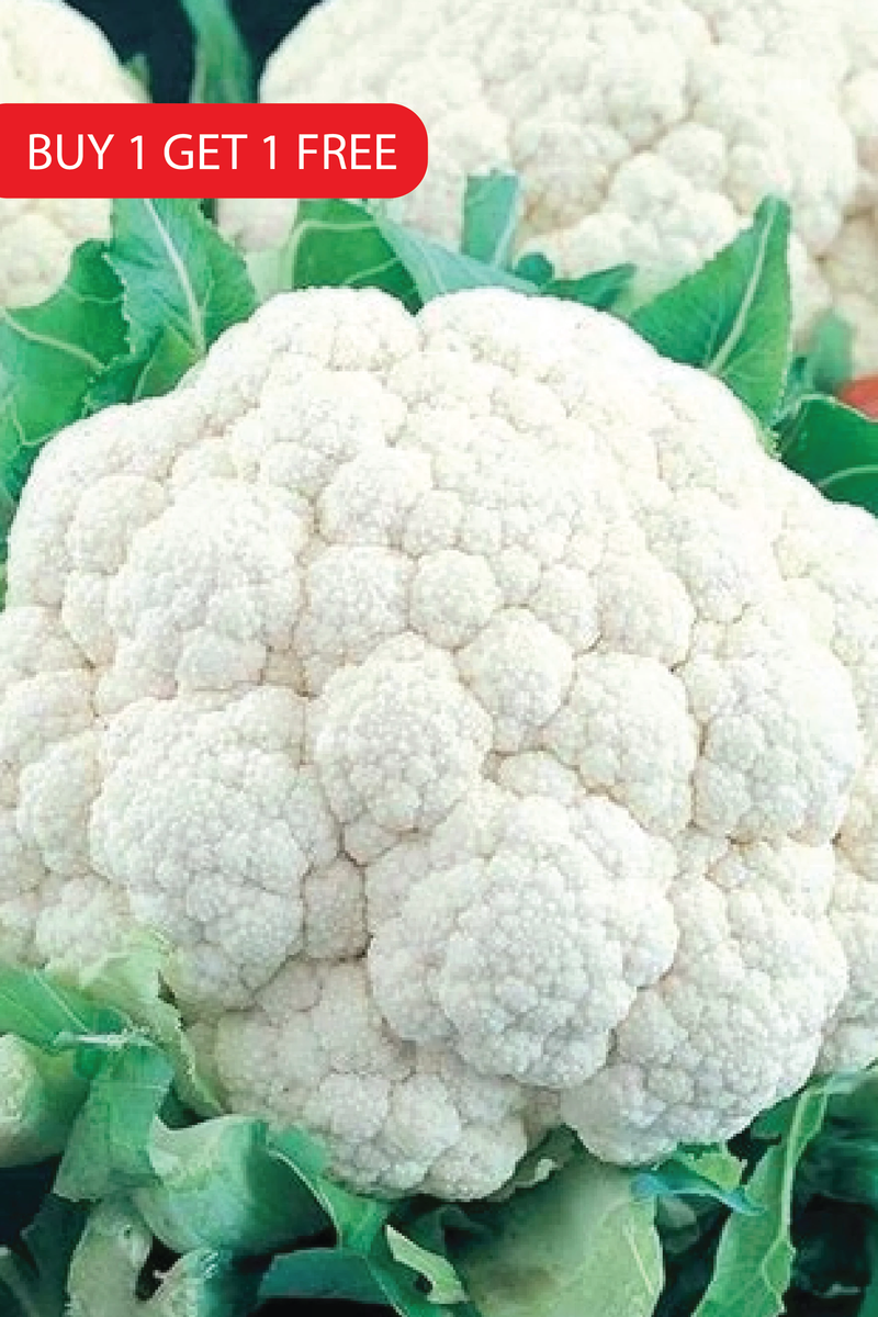 CAULIFLOWER SEEDS <br> بذور القرنبيط
