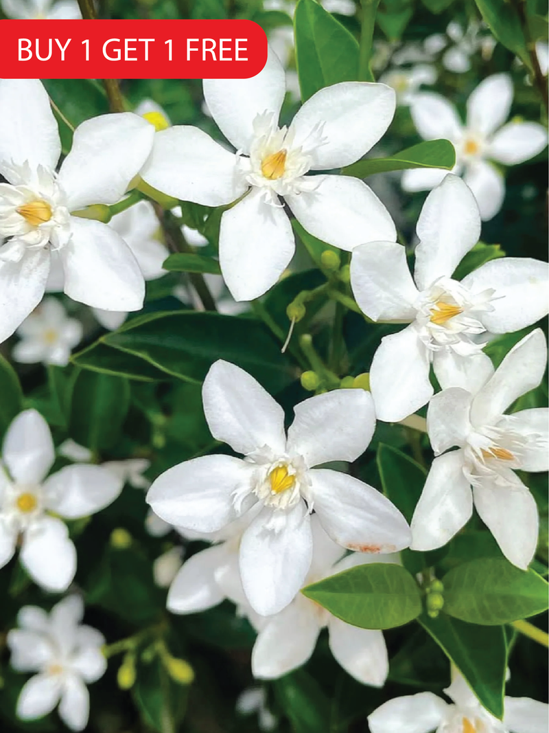 WILD JASMINE SEEDS <br> بذور الياسمين البري