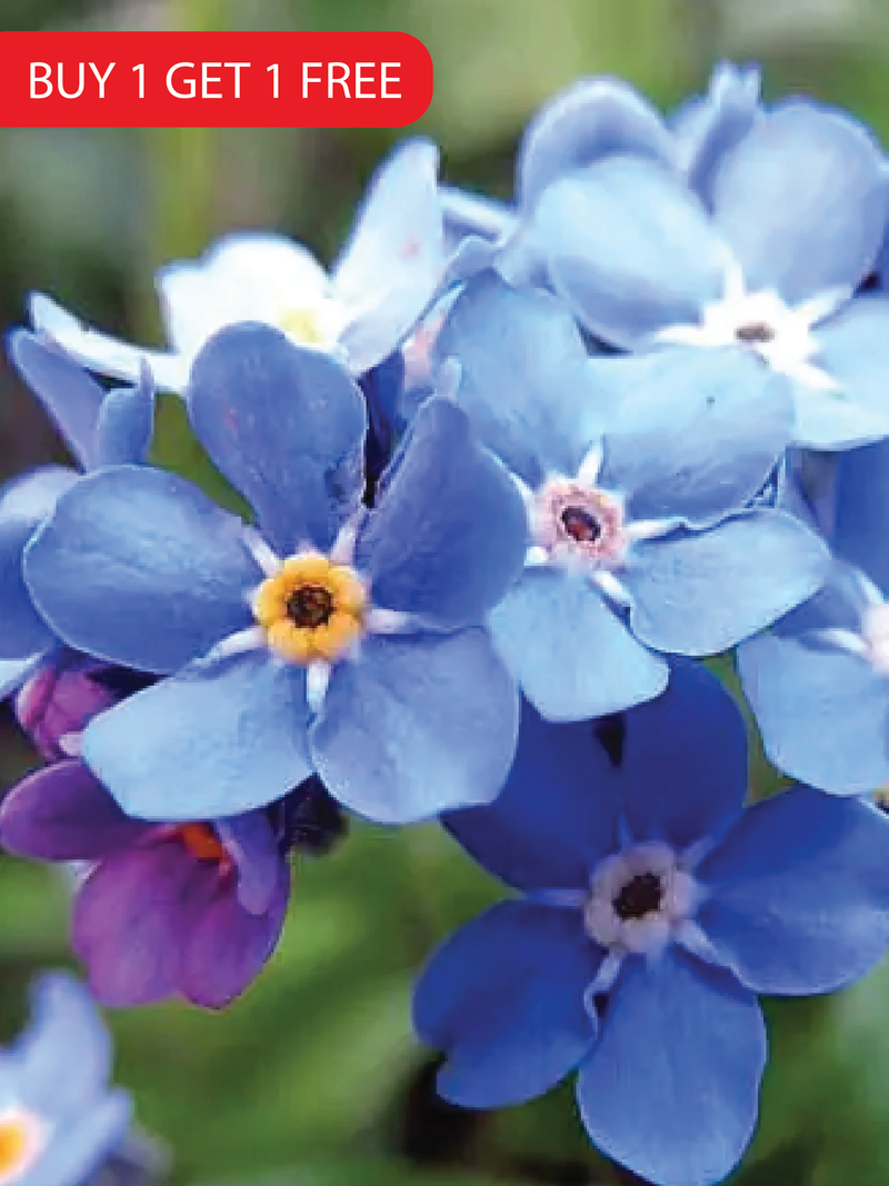 FORGET ME NOT SEEDS <br> بذور زهور فورقيت مي نوت