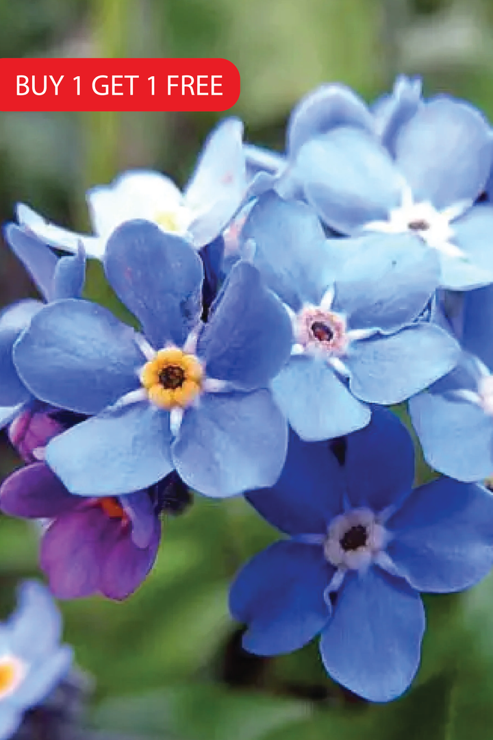 FORGET ME NOT SEEDS <br> بذور زهور فورقت مي نوت