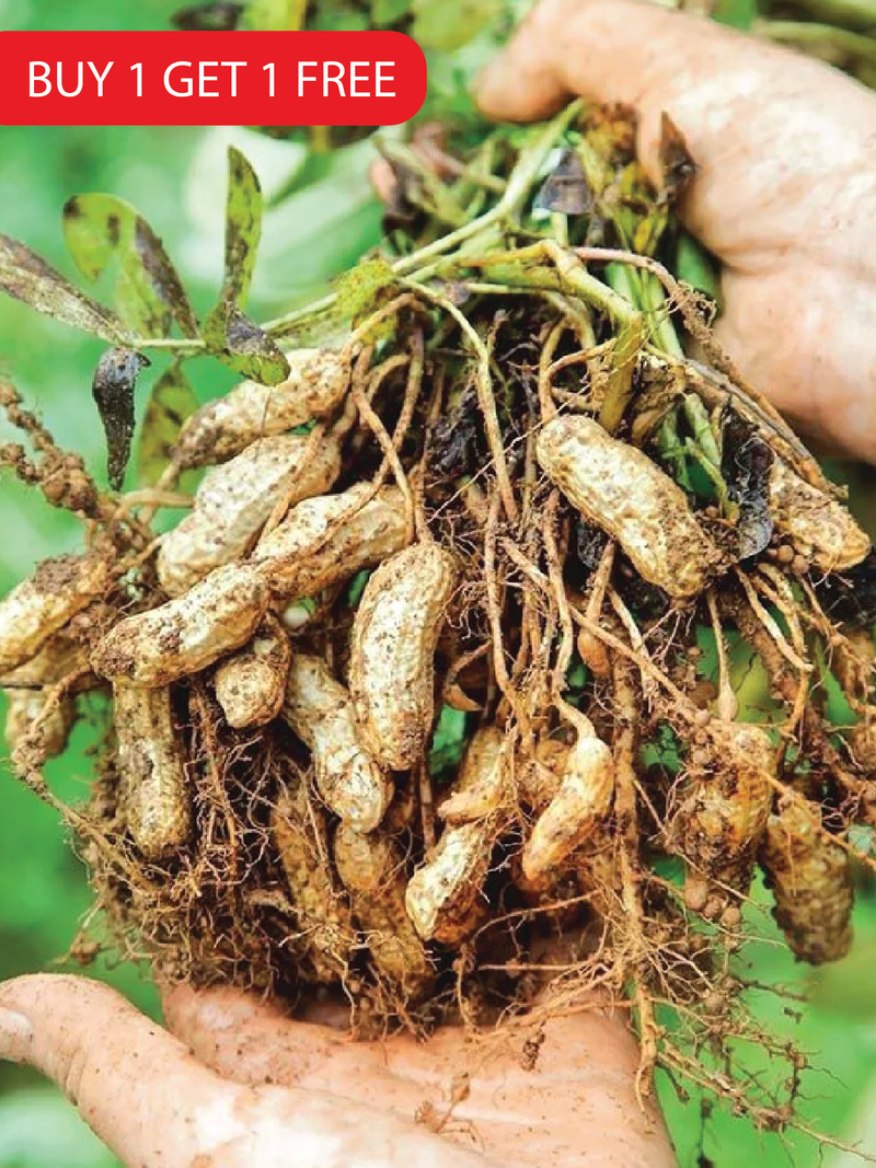 PEANUT SEEDS <br> بذور الفول السوداني