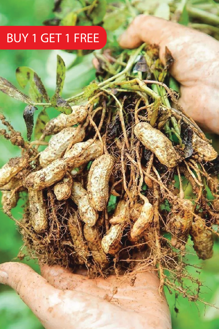 PEANUT SEEDS <br> بذور الفول السوداني