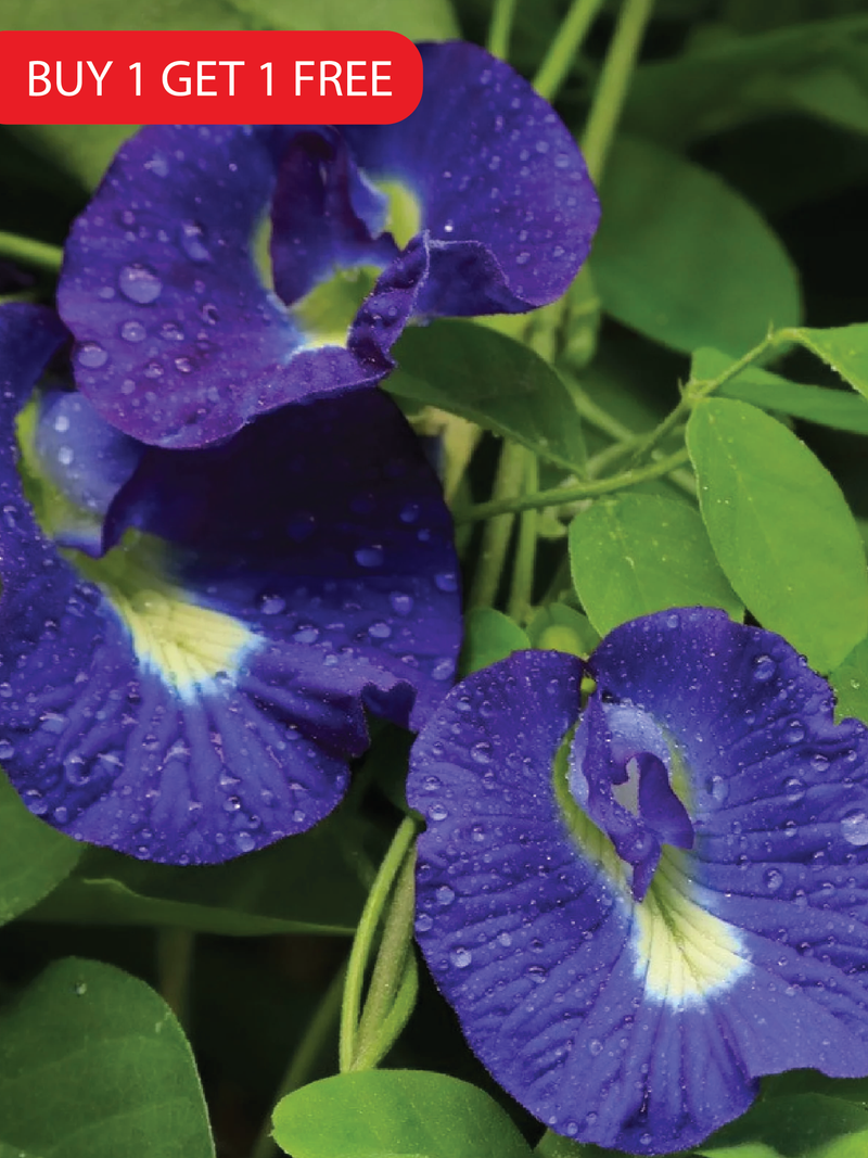 BLUE TEA SEEDS<br> بذور الشاي الأزرق