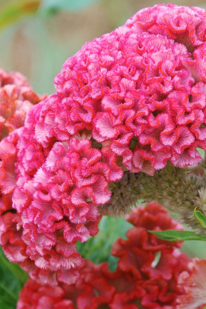 CELOSIA ROOSTER PINK SEEDLING