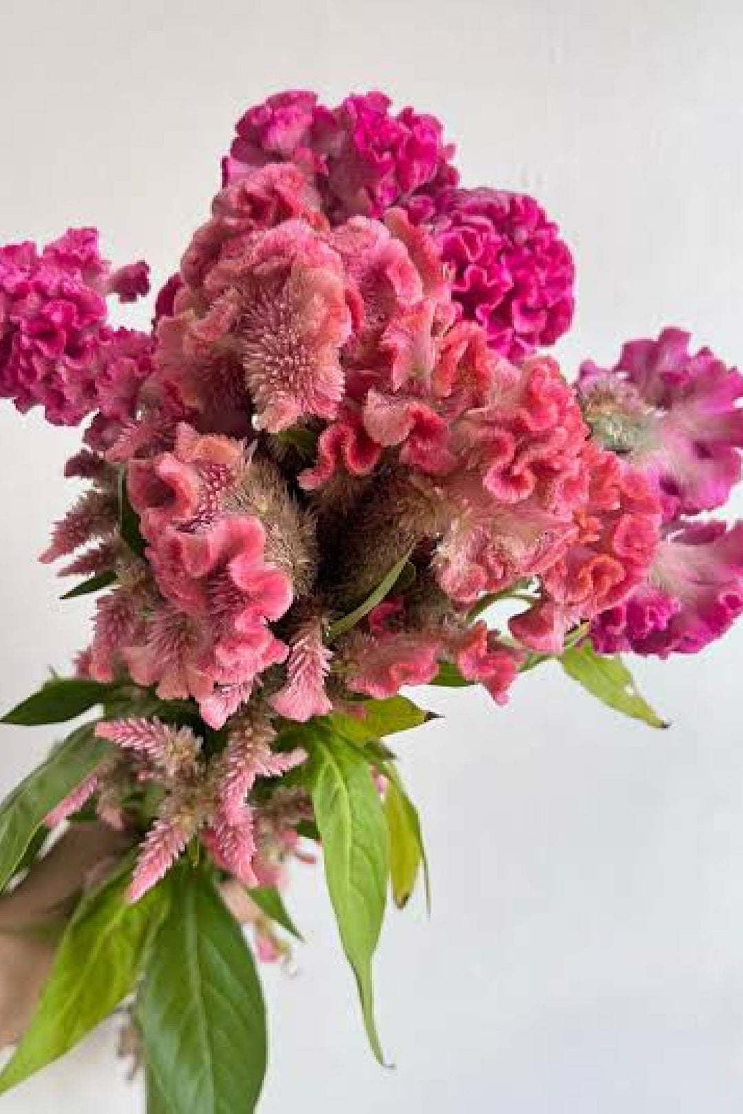CELOSIA ROOSTER PINK SEEDLING