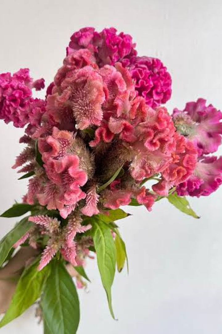 CELOSIA ROOSTER PINK SEEDLING