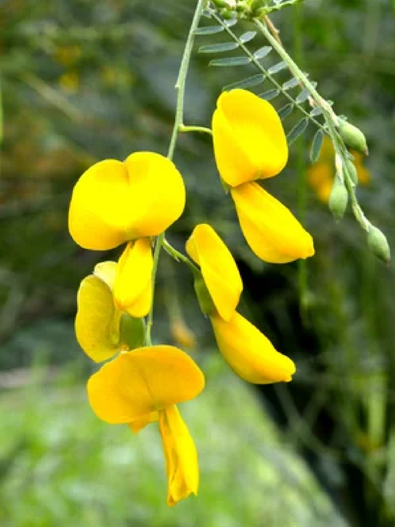 CROTALARIA JUNCEA SEEDS<br> بذور عشبة الهنا