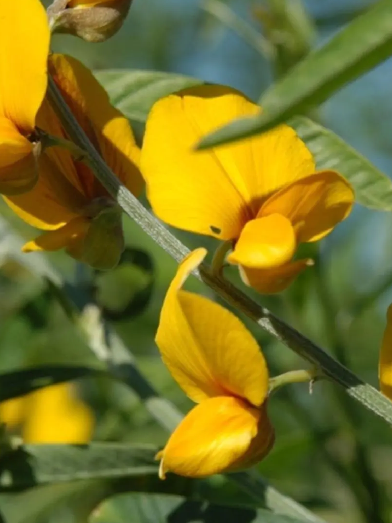CROTALARIA JUNCEA SEEDS<br> بذور عشبة الهنا