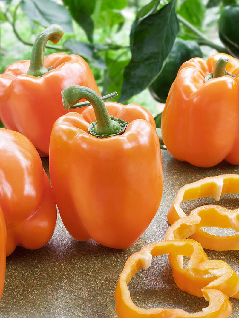 ORANGE CAPSICUM SEEDLING <br>  شتلات الفلفل البارد البرتقالي العضوية