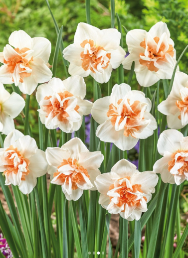 NARCISSUS REPLETE FLOWER BULBS <br>أبصال النرجس ريبليت