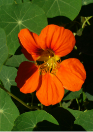 NASTURTIUM KING THEODORE FLOWER SEEDLING <br>شتلات زهور النستيرشيام كينج تيودور العضوية