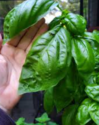 ORGANIC LARGE LEAF ITALIAN BASIL SEEDLING <br>شتلات الريحان الايطالي العضوية ذو الاوراق الكبيرة