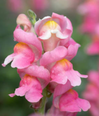 MIX SNAPDRAGON FLOWER SEEDLING<br> شتلات زهور سناب دراجون مكس