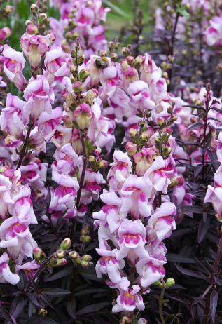 BRONZE SNAP DRAGON FLOWER SEEDLING <br> شتلات زهور سناب دراقون البرونزيه