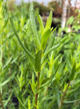 ORGANIC TARRAGON SEEDLING <br> شتلات الطرخون العضوية