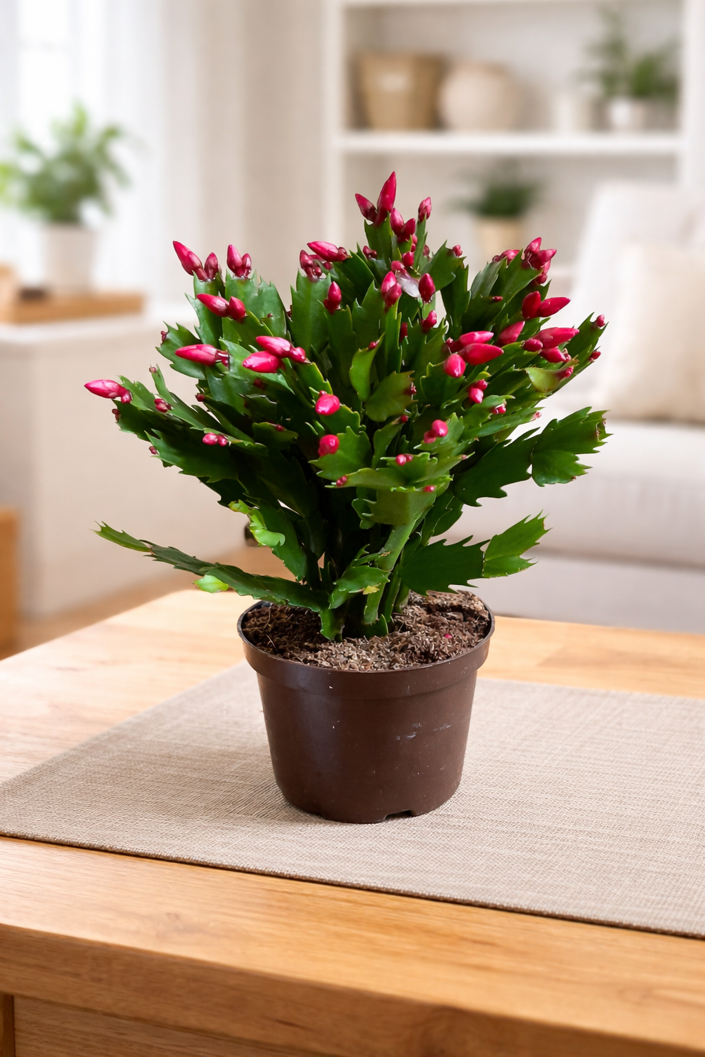 christmas cactus for cats CHRISTMAS CACTUS PLANT – Plantology Lab Trading