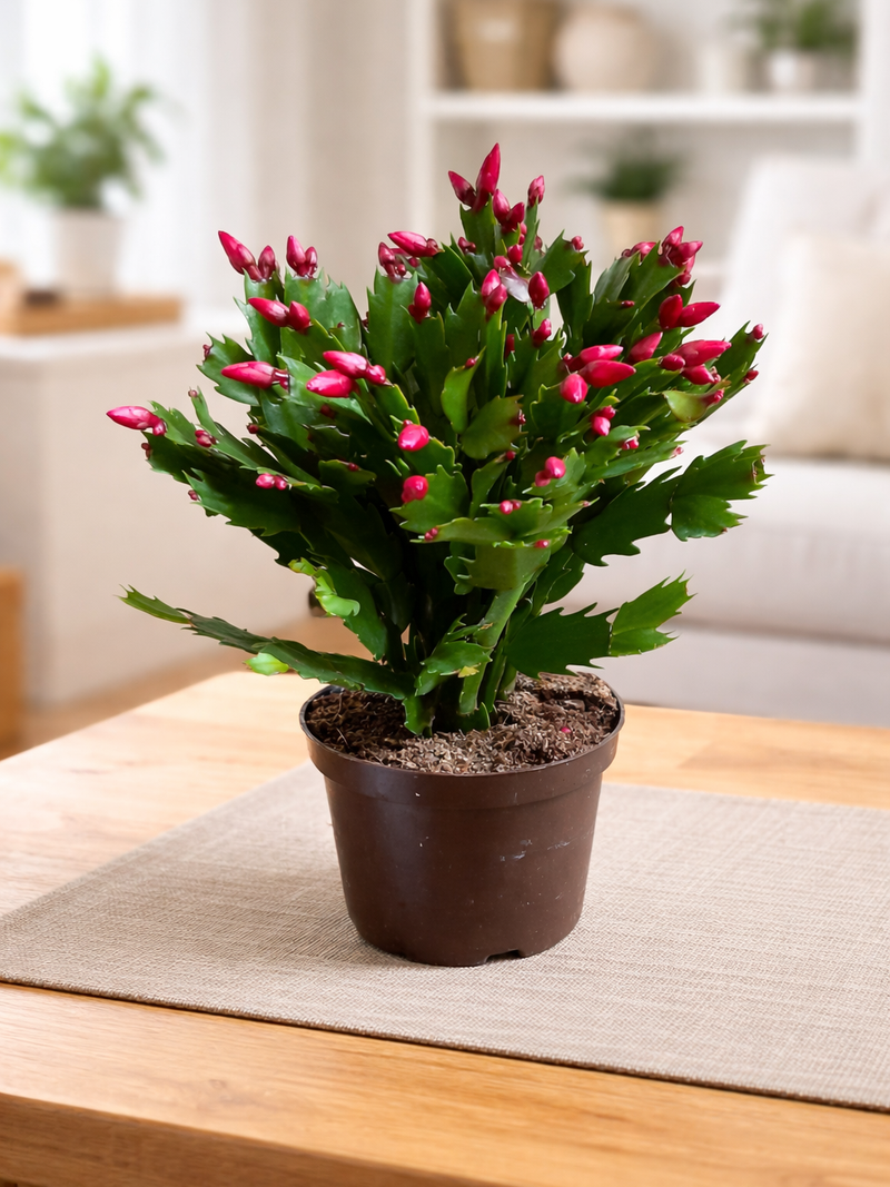 CHRISTMAS CACTUS PLANT