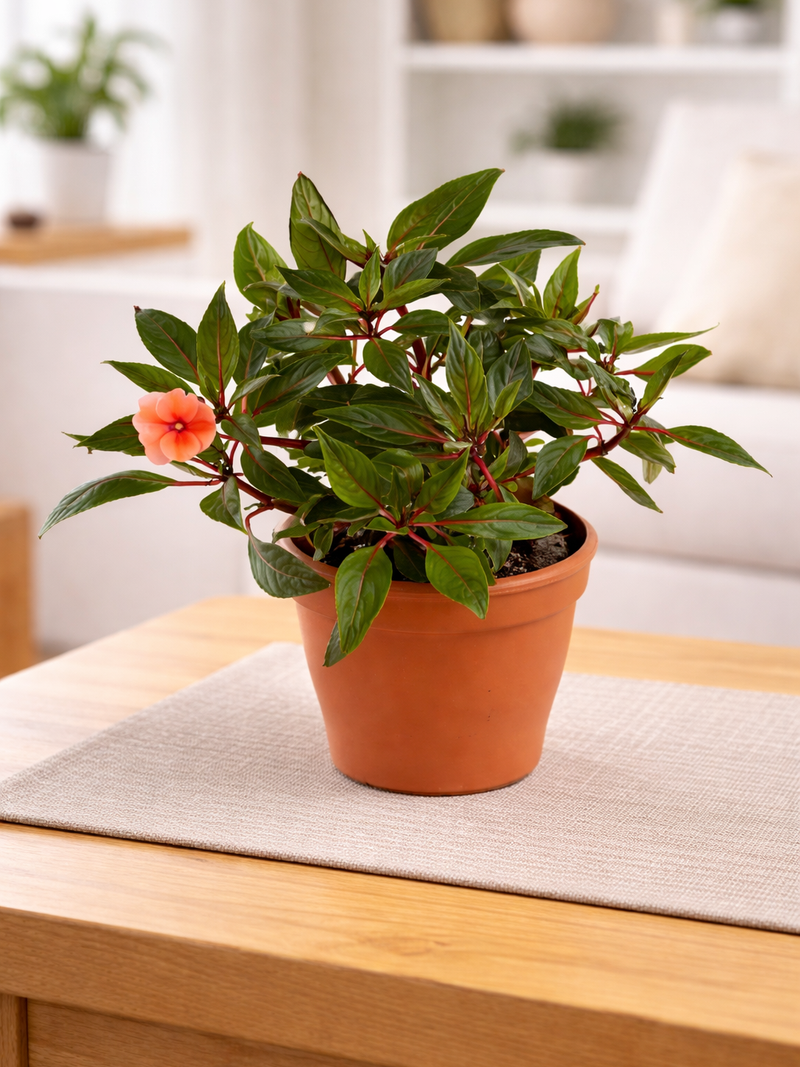 GUINEA IMPATIENS PLANT