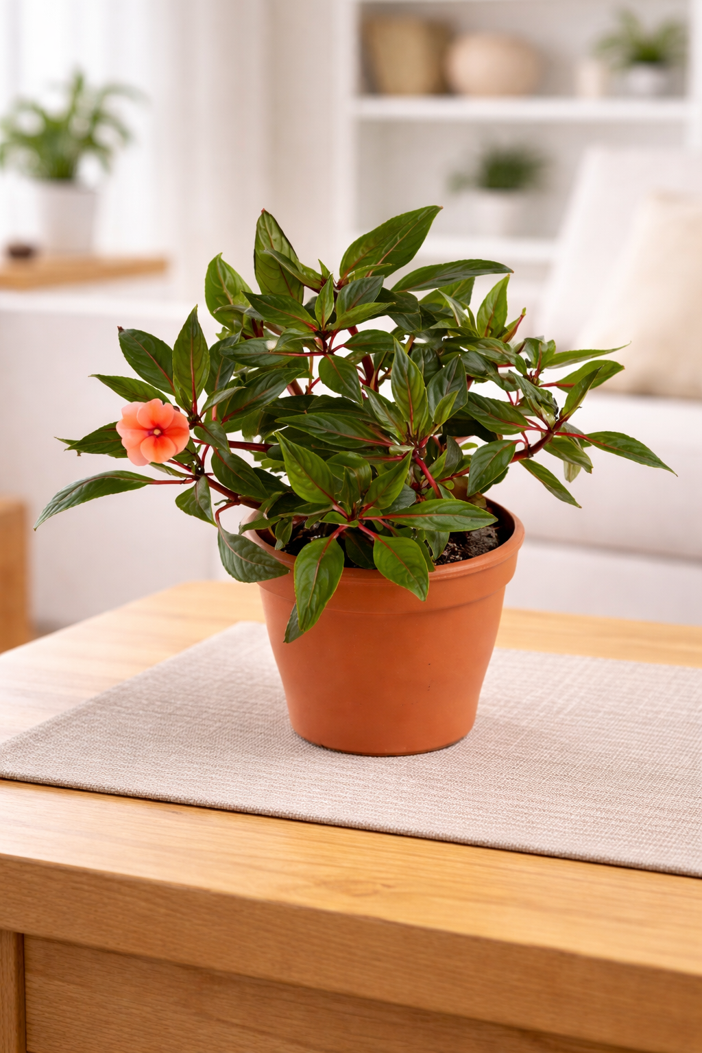 are impatiens indoor plants GUINEA IMPATIENS PLANT – Plantology Lab Trading