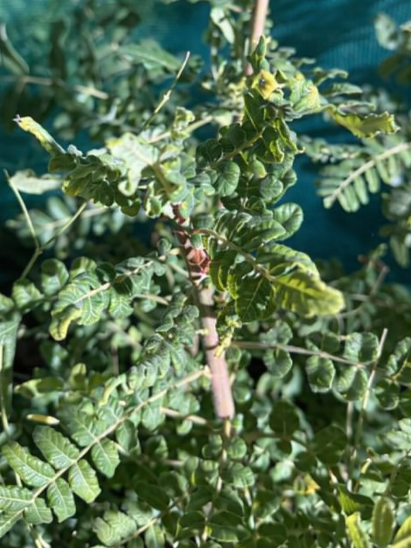 OMANI LUBAN TREE