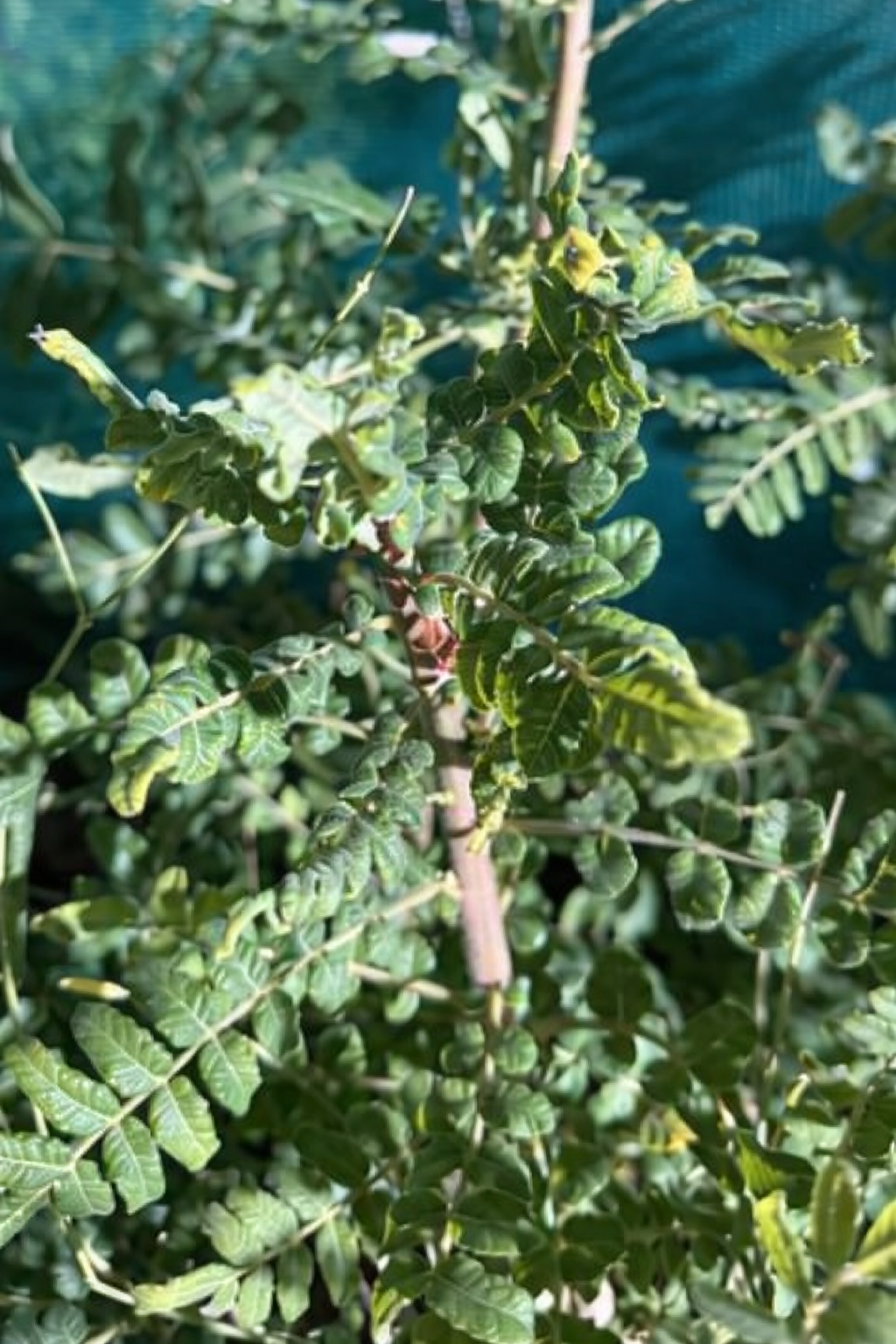 ORGANIC OMANI LUBAN SEEDLIG<br>شتلات اللبان العماني