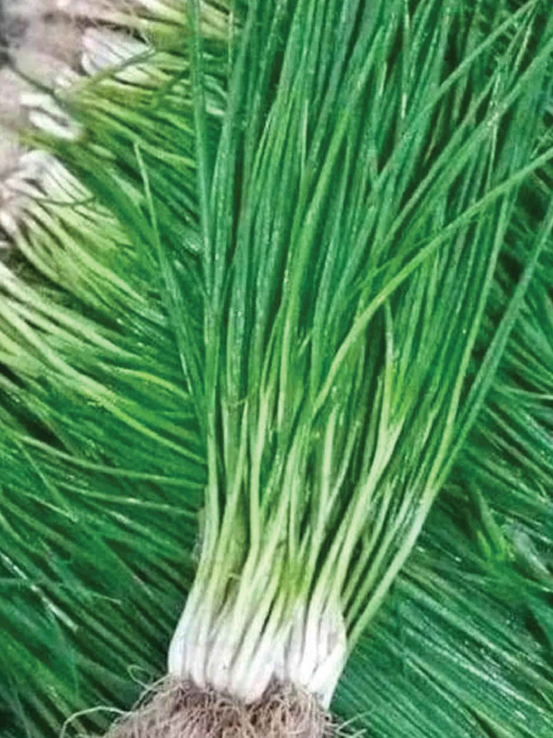 ORGANIC CHIVES SEEDLING <br> شتلات الثوم المعمر العضوية