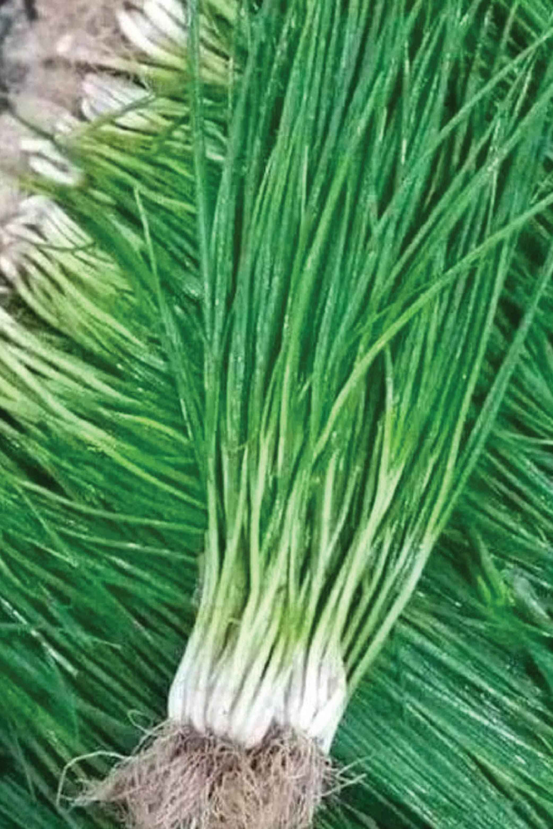 ORGANIC CHIVES SEEDLING <br> شتلات الثوم المعمر العضوية